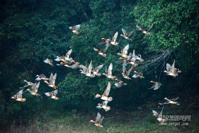 進(jìn)入初冬，大批野生鴛鴦陸續(xù)飛抵江西婺源縣賦春鎮(zhèn)鴛鴦湖越冬，小精靈們?cè)诤嫔匣蛳嗷ヒ蕾?、卿卿我我；或隨波逐流、嬉戲打鬧，悠閑自在生活在青山綠水之間，優(yōu)良的水域和豐富的湖畔闊葉林，為鴛鴦過冬提供良好生存環(huán)境，婺源鴛鴦湖已成為亞洲最大的野生鴛鴦越冬棲息地。（攝于12月4日下午）