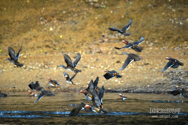 進(jìn)入初冬，大批野生鴛鴦陸續(xù)飛抵江西婺源縣賦春鎮(zhèn)鴛鴦湖越冬，小精靈們?cè)诤嫔匣蛳嗷ヒ蕾?、卿卿我我；或隨波逐流、嬉戲打鬧，悠閑自在生活在青山綠水之間，優(yōu)良的水域和豐富的湖畔闊葉林，為鴛鴦過冬提供良好生存環(huán)境，婺源鴛鴦湖已成為亞洲最大的野生鴛鴦越冬棲息地。（攝于12月4日下午）